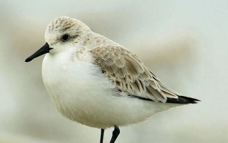 Besonders niedlich anzusehen ist, wie der Sanderling vor den auflaufenden Wellen vor und zurück rennt.