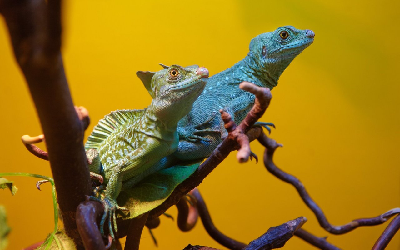 Bei der Paar- und Gruppenhaltung von Reptilien gibt es einiges zu beachten.