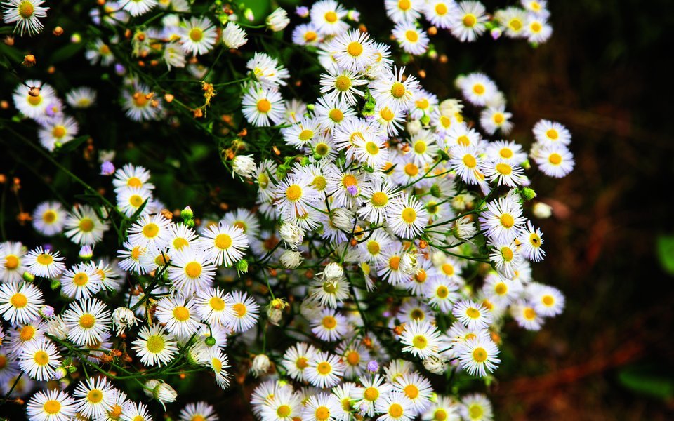 Nicht etwa die Kamille, sondern das Einjährige Berufkraut, das sich invasiv über Weiden ausbreitet. 