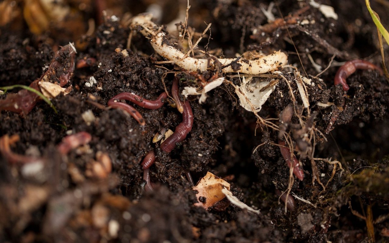 (Symbolbild) Laubbläser und -sauger können für Kleintiere problematisch werden. Insbesondere für die Bodenfauna.