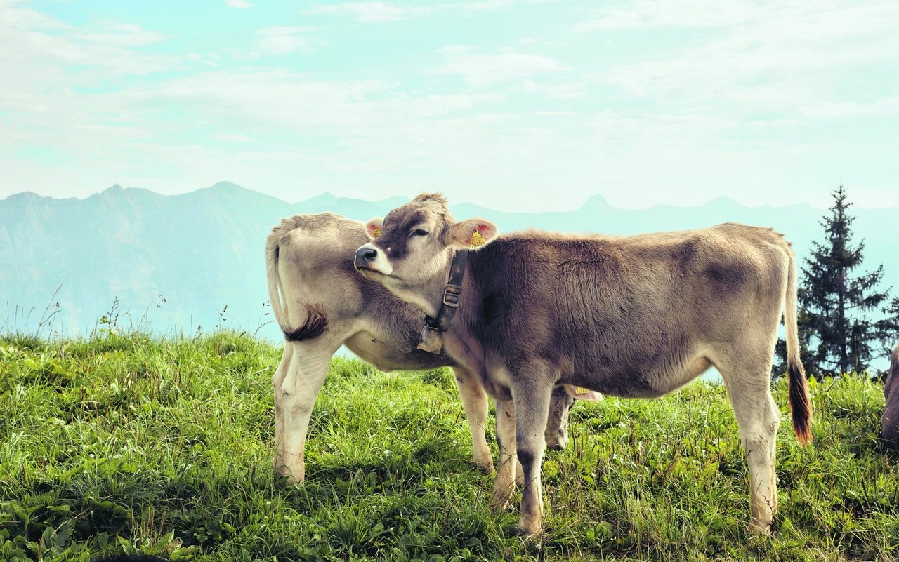 Über 1000 bäuerliche Betriebe des Bregenzerwaldes mit insgesamt 13 000 Milchkühen erzeugen jährlich über 45 Millionen Kilogramm Milch. 