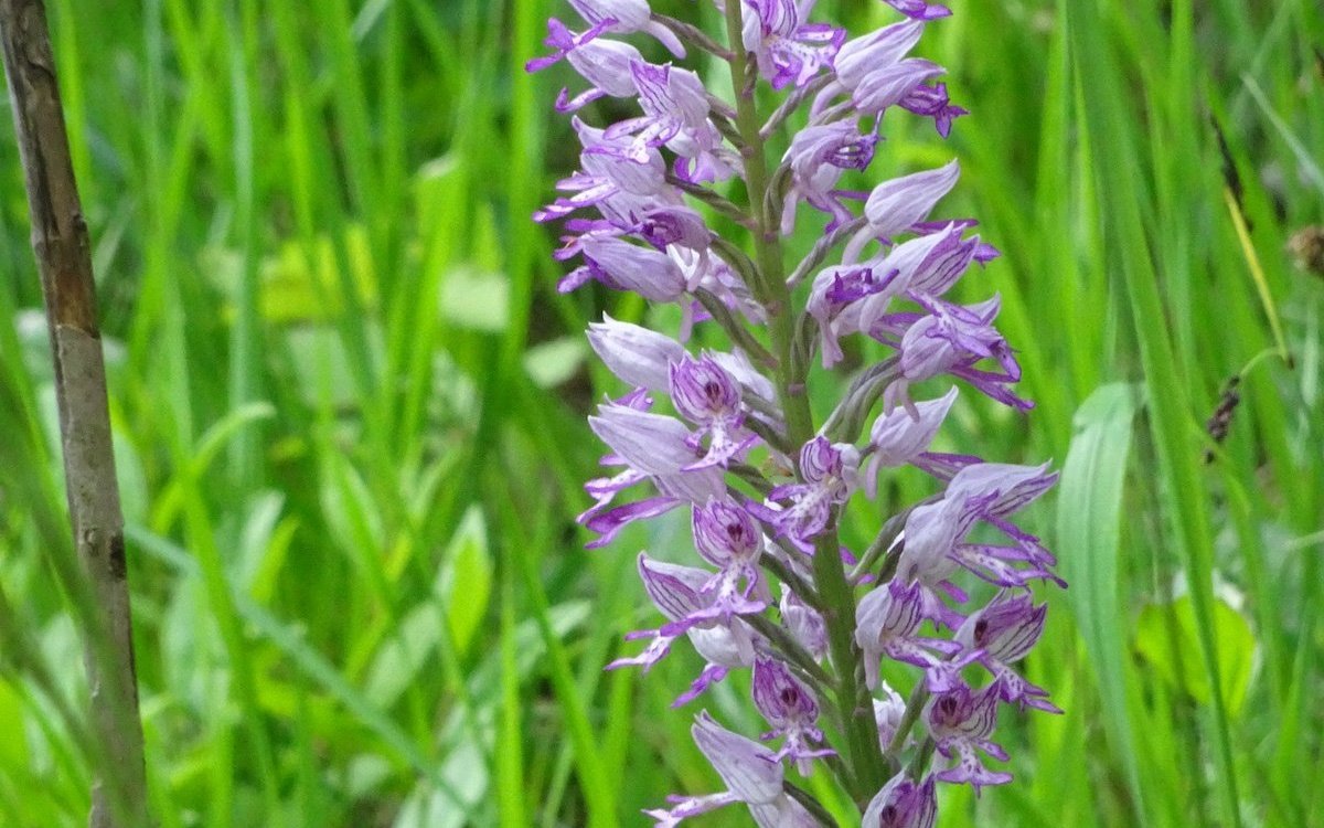 Das Fuchs Gefleckte Knabenkraut gedeiht in den Magerwiesen bei Bargen SH. 
