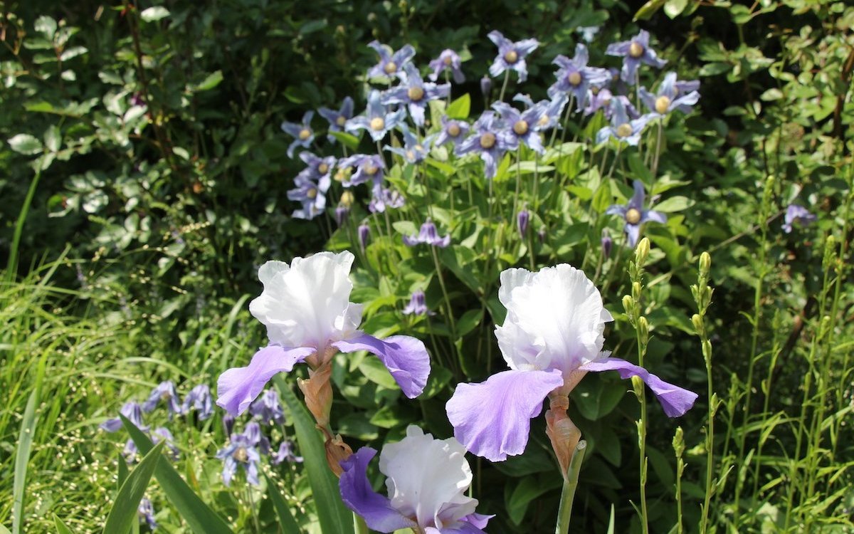 Die Abstufung in der Höhe muss im Staudengarten gekonnt einberechnet werden. 
