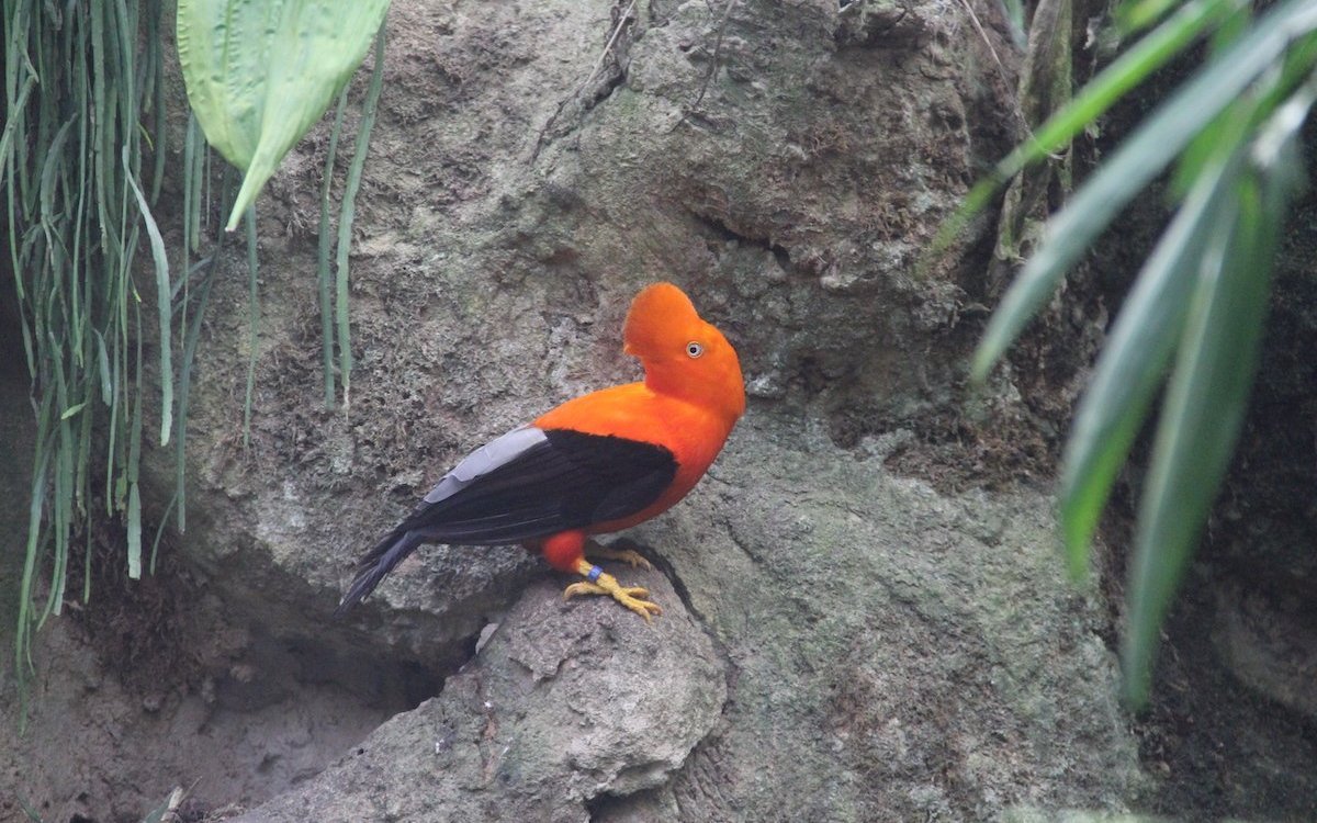 Felsenhähne werden weltweit nur von ganz wenigen zoologischen Einrichtungen gehalten. 