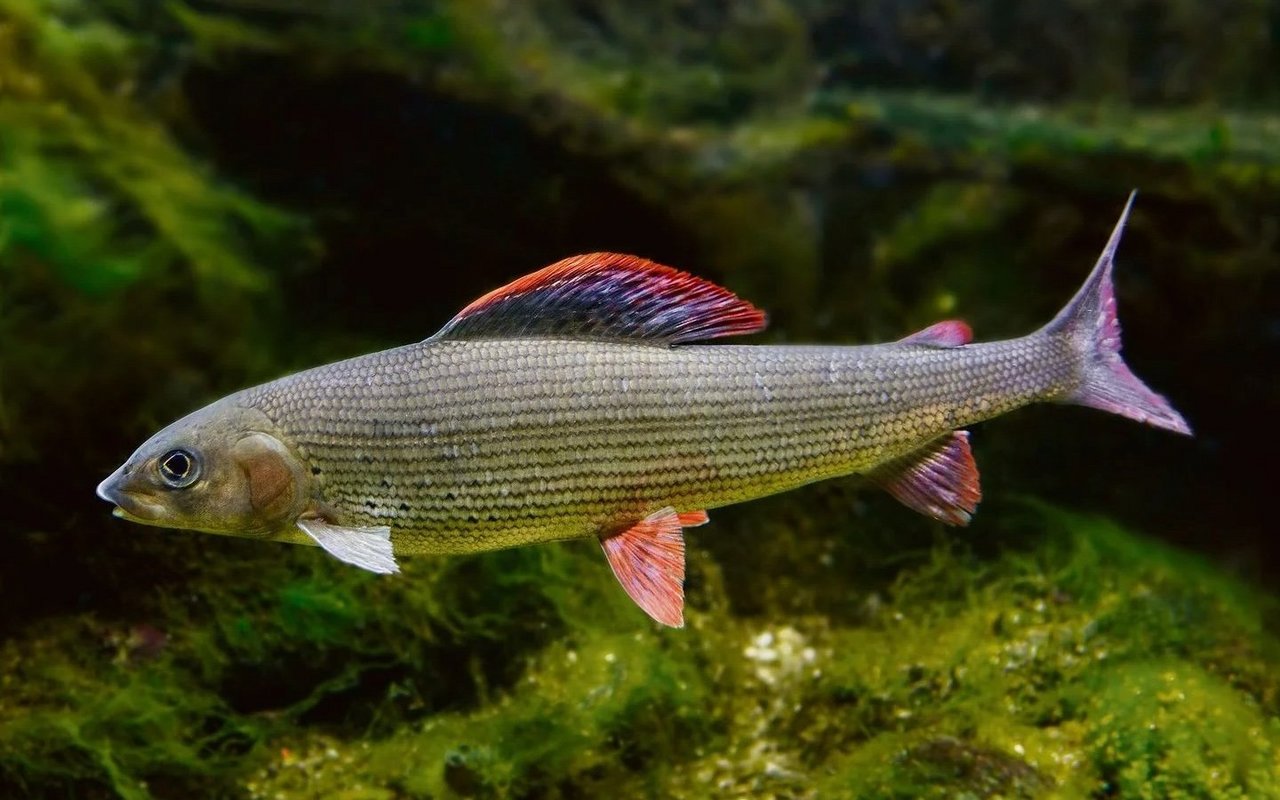 Um sich fortzupflanzen, wandern Äschen bis zu 50 Kilometer weit. 