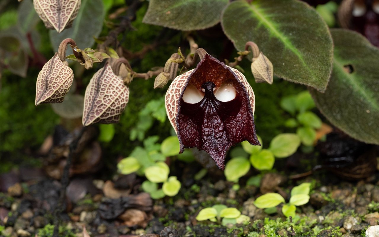 Aristolochia salvadorensis