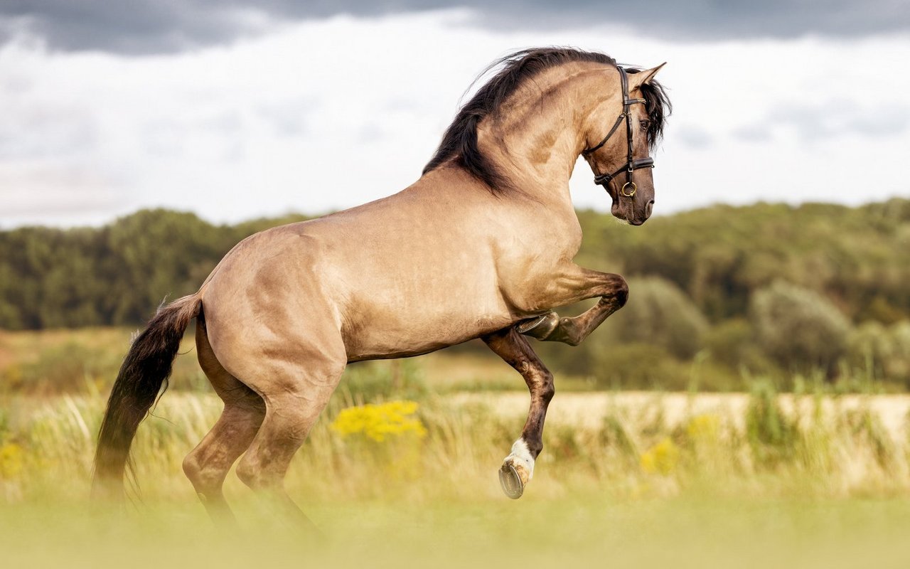 Nur wenn der Vater gekörter Hengst und die Mutter im Stutbuch aufgeführt wird, gilt das Pferd als Pura Raza Española.