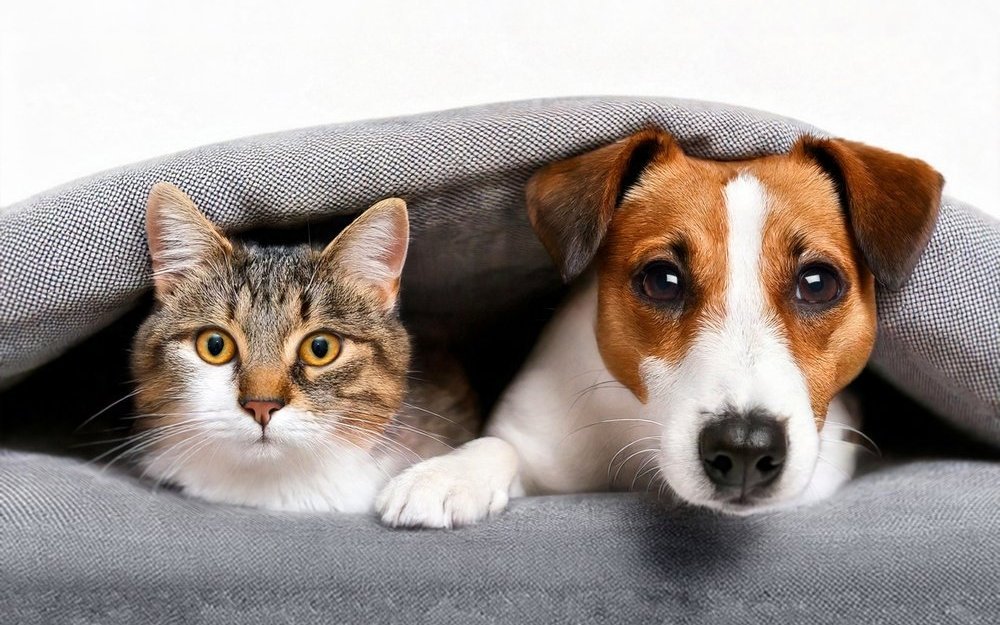 Jederzeit und überall auf alle Gesundheitsdaten des Tieres zugreifen: Beim PHBooklet sind alle wichtigen Informationen an einem Ort. 