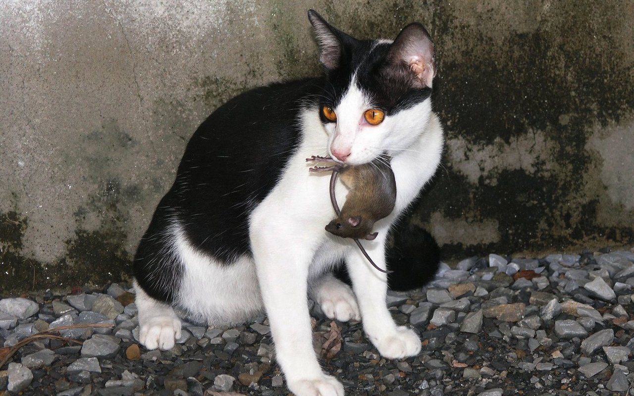 Katzen beseitigen Mäuse ohne Fallen oder Gift.