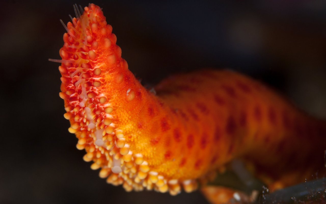 Doch der einzigartige Essstil der Seesterne hört nicht damit auf, dass sie ihre Röhrenfüsse benutzen.