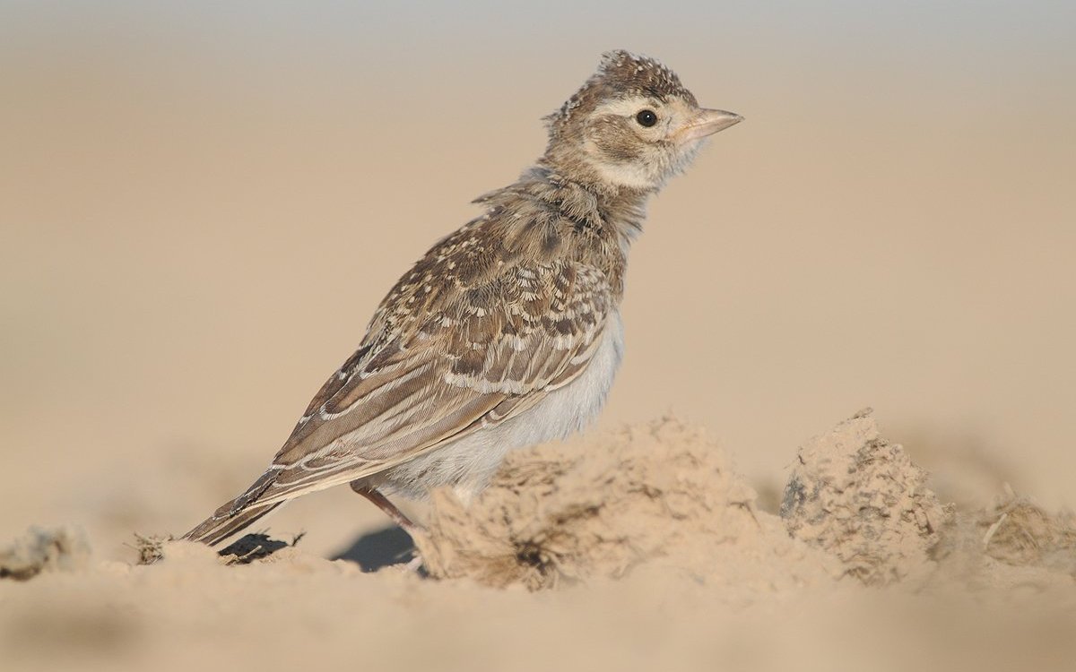 Kurzzehenlerche