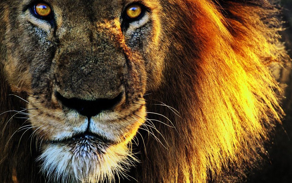 Die Mähne der Löwenmännchen mildert im Kampf mit Artgenossen Prankenhiebe.  