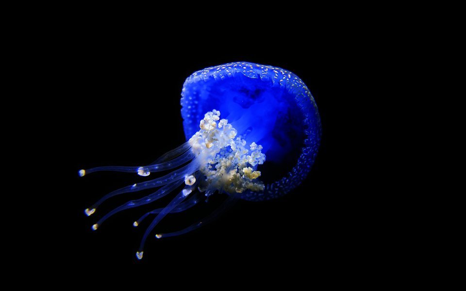 Die Wurzelmundqualle gehört zu den Schirmquallen. S