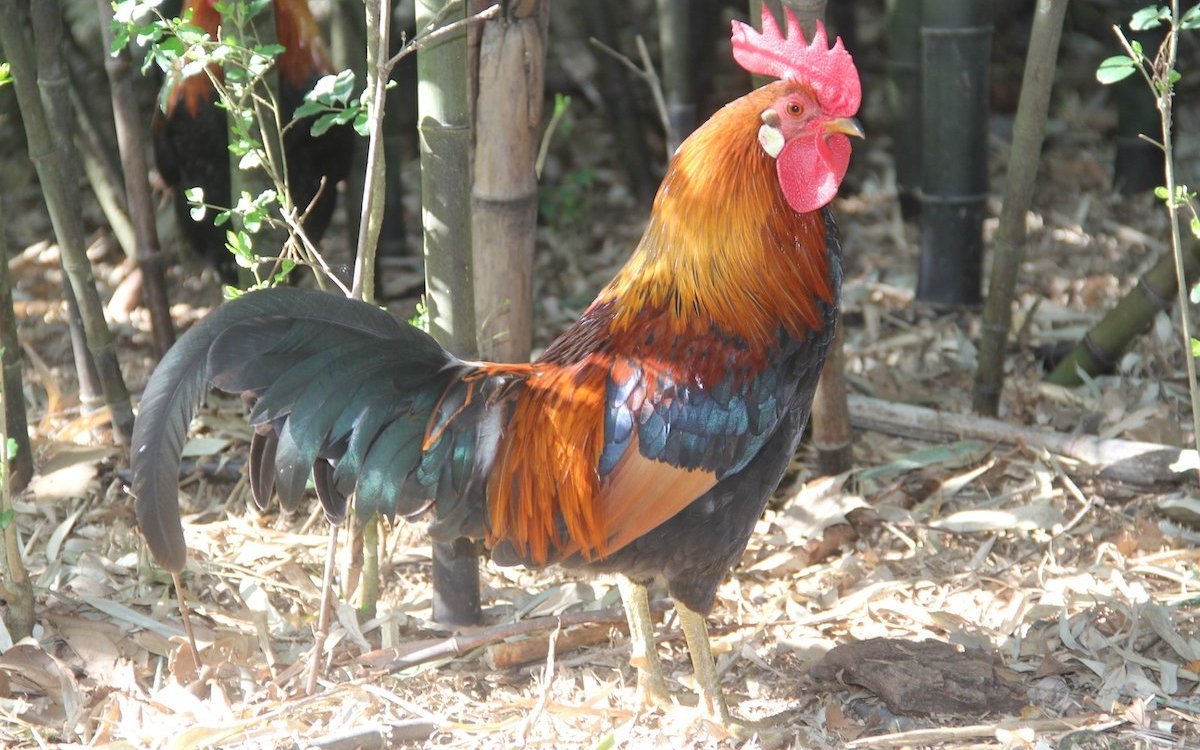 Wer Geflügel wie diesen Bankivahahn hält, sollte bei Rassegeflügel Schweiz mitmachen. 