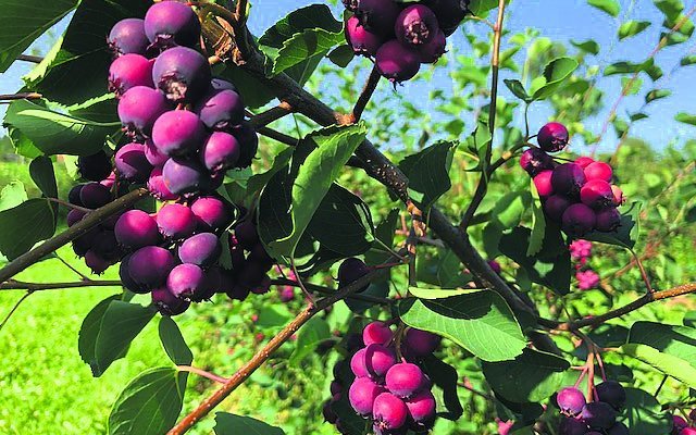 Felsenbirnen ähneln ihren Namensvettern höchstens vom Geschmack her.