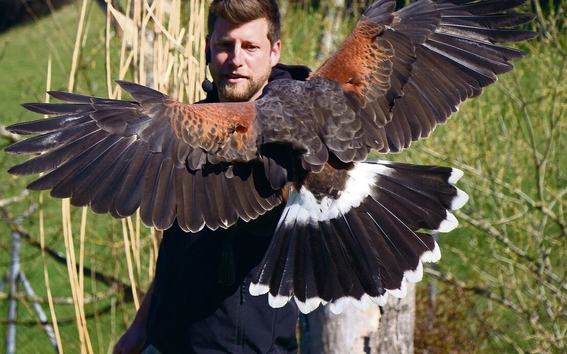 Dominic Kast präsentiert den Wüstenbussard im Freiflugtraining im Walter Zoo. 