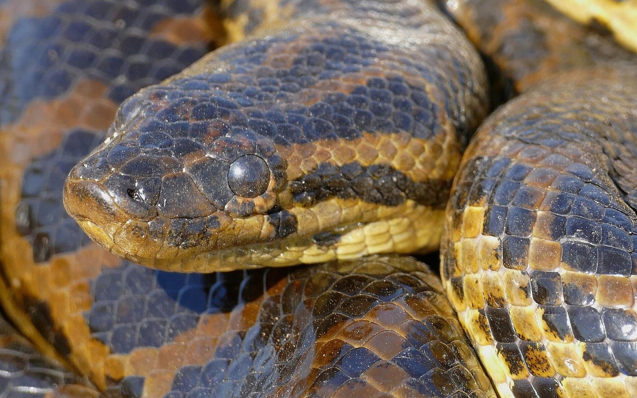 Eine gelbe Anakonda sieht zwar furchteinflössend aus, doch könnte sie auch einen Menschen fressen?