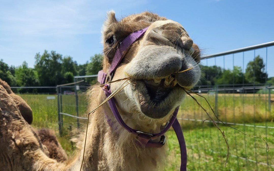 Die Dromedare machen auch im Zürcher Unterland eine gute Gattung.