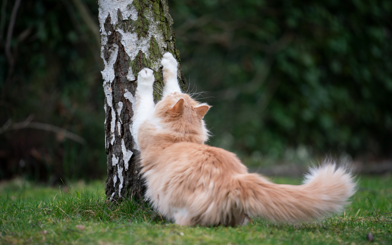 Je höher die Kratzspuren, umso grösser das Selbstbewusstsein.