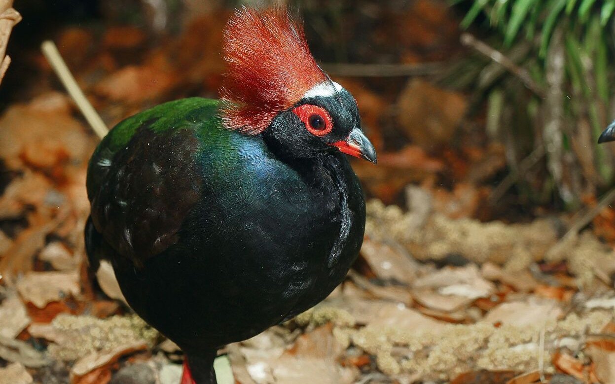Die männliche Strausswachtel bewegt sich in der Biotopvoliere wie in ihrem natürlichen Lebensraum. 