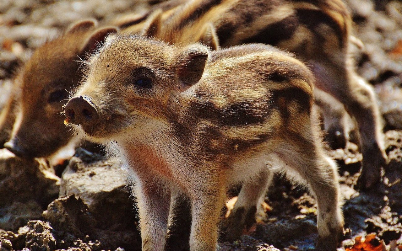 Frischlinge sind niedlich – ihre Mütter können jedoch das Gegenteil sein.