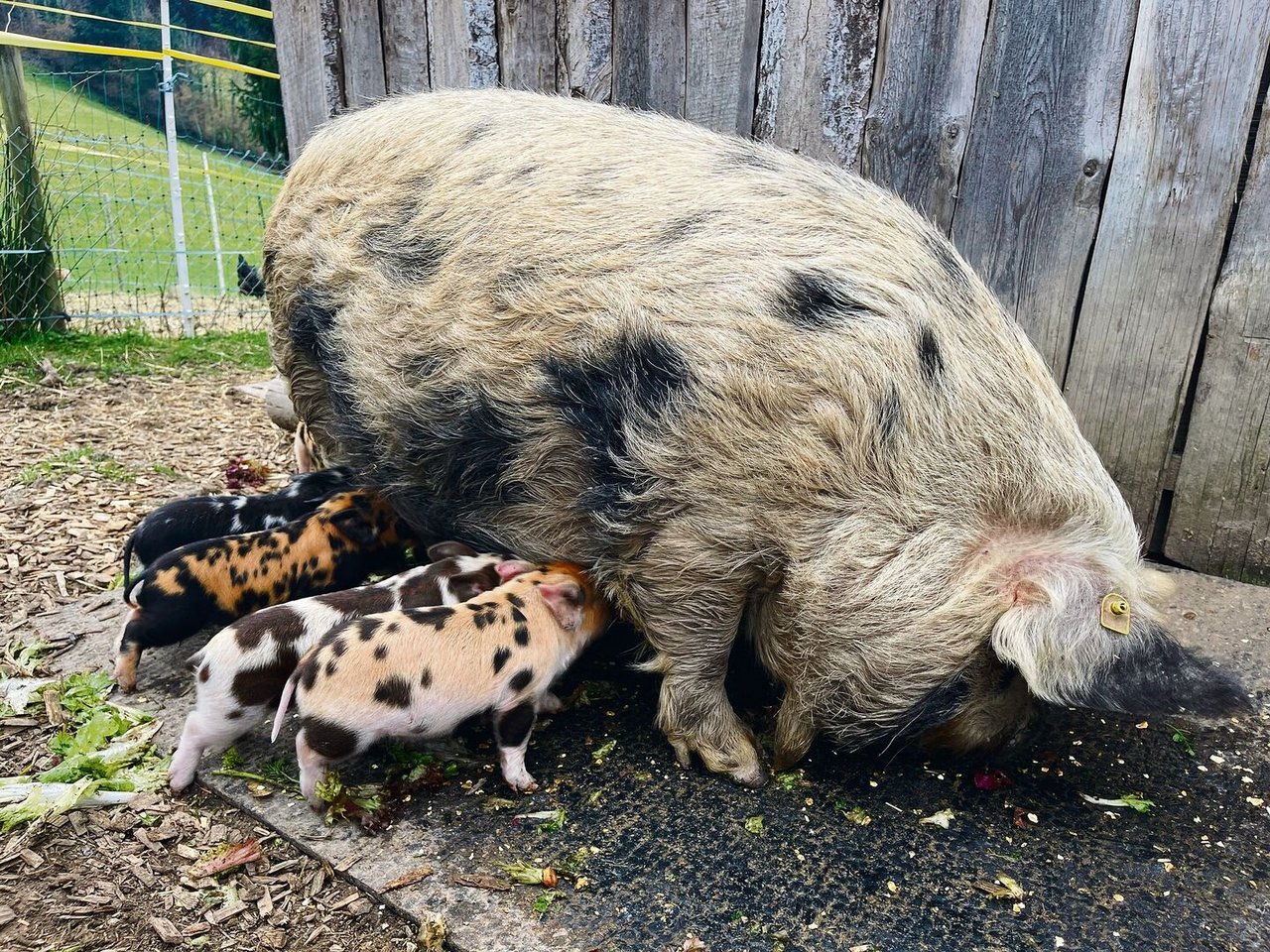 Alle sieben Ferkel von Muttersau Pakuiti sind bereits einem Zuhause versprochen.