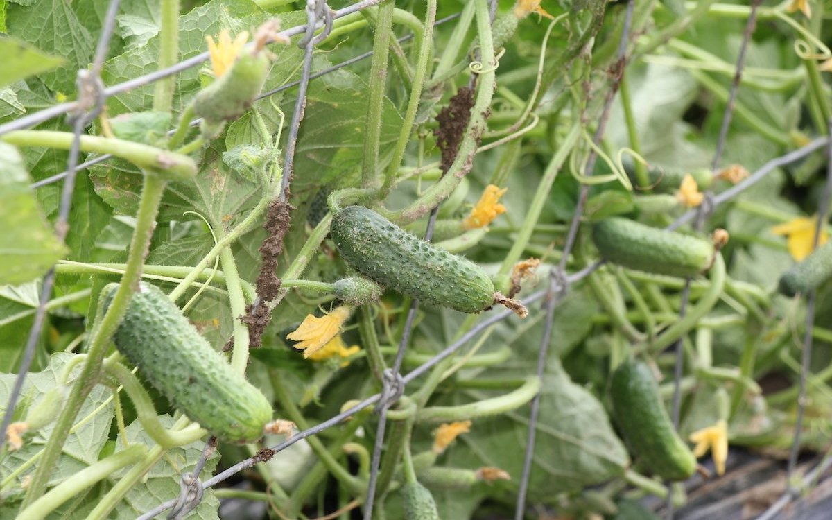 Essiggurken blühen und bilden gleichzeitig Früchte.  