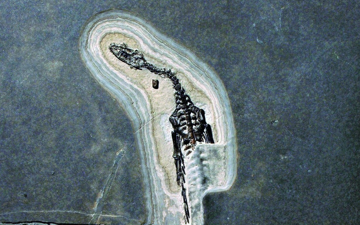  Die ausgestellten Fossilien stammen alle aus dem Monte Giorgio.