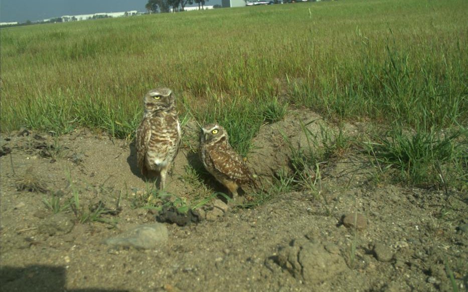 Aussergewöhnlich: Kanincheneulen brüten in Bauten.