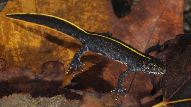 Italienischer Kammmolch mit gelbem Strich auf dem Rücken