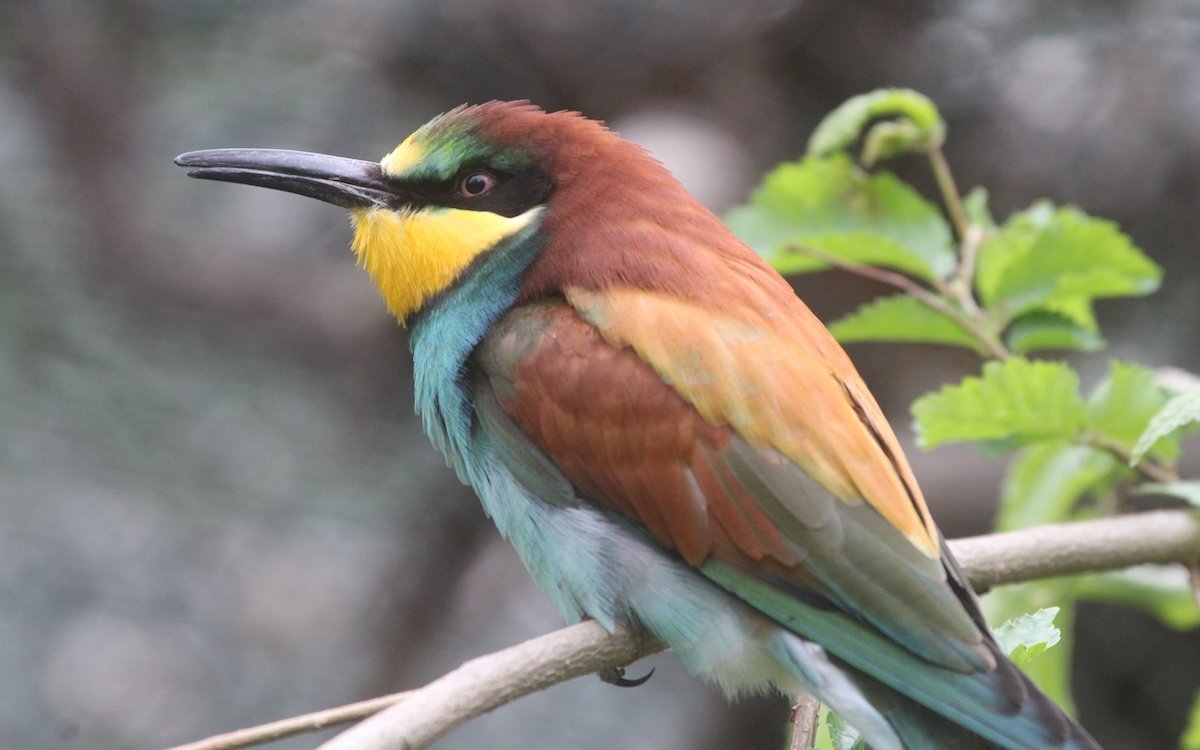 Europäische Bienenfresser sind die einzigen Vertreter ihrer Familie, die auch in Europa vorkommen und neu im Tierpark Bern gehalten werden. 