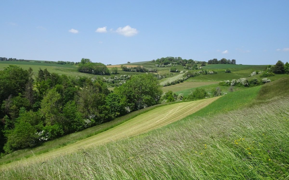 Hecken zwischen den Feldern sind ideale Lebensräume für viele Tierarten. 