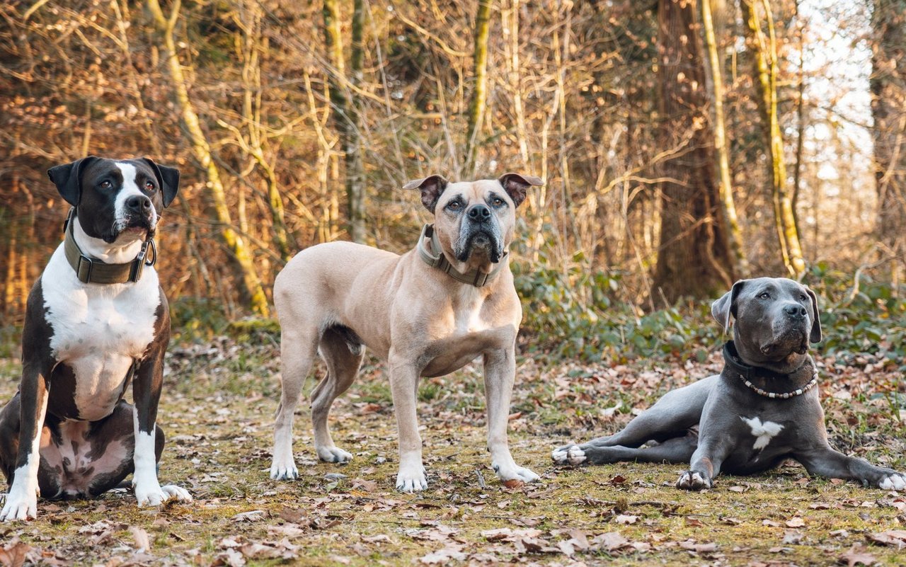 Eine konsequente Führung macht Listenhunde zu verlässlichen und treuen Begleitern. 