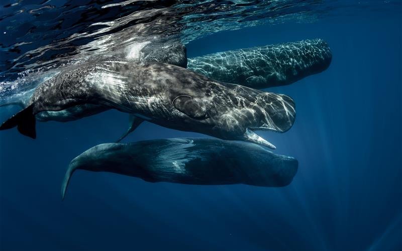Pottwale nutzen Echoortung unter Wasser. Ihre Frequenz ist jedoch auch für Menschen hörbar.