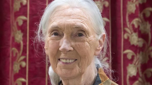 jane-goodall-85-schimpansen.jpg