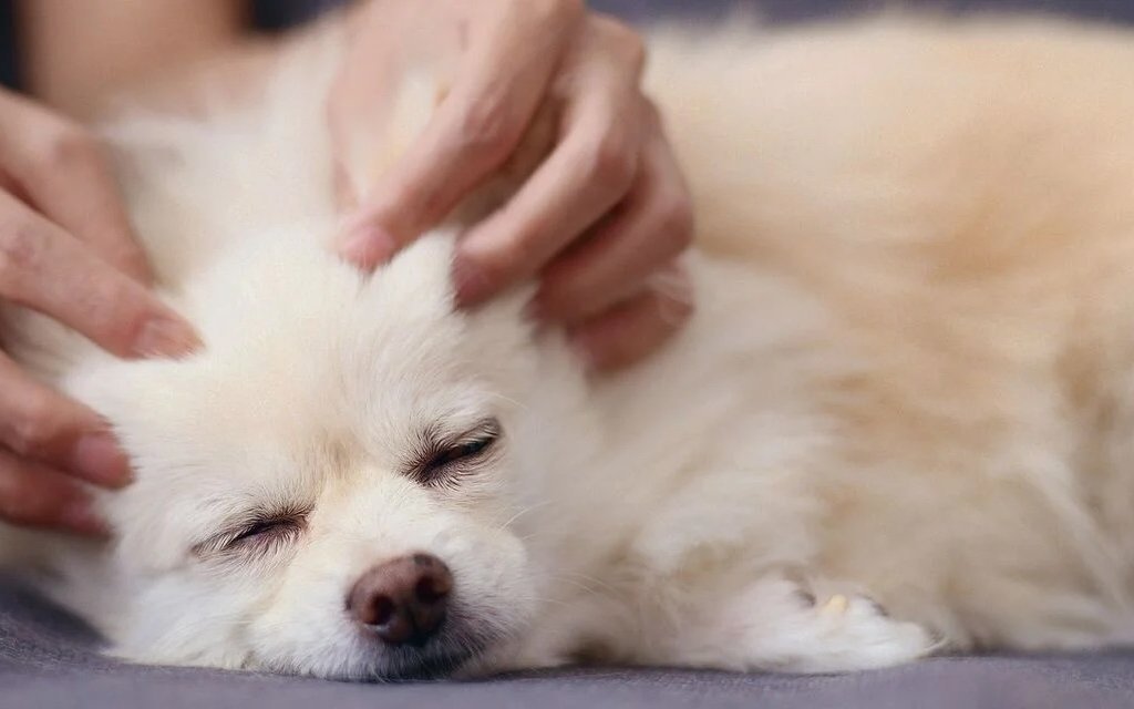 Genaues Beobachten hilft, den Dosha-Typ des Tieres zu bestimmen. 