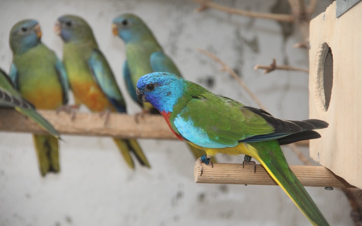 Glanzsittich-Männchen vor dem Nistkasten, das Weibchen mit Jungen im Hintergrund. 