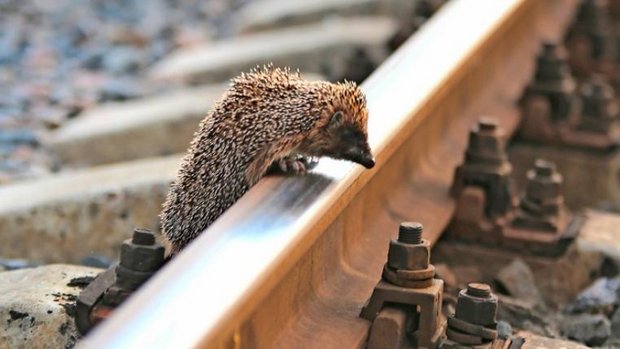Igel will über Bahngleis