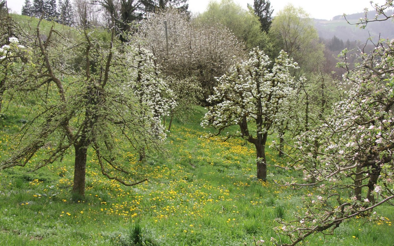 Die Bienen sorgen für die Blüten-Bestäubung, so dass schliesslich Früchte heranreifen. 