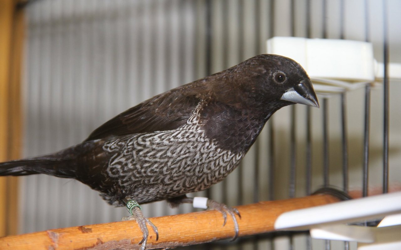 Das Japanische Mövchen ist eine Zuchtform und hervorragend zur Stubenhaltung geeignet.  