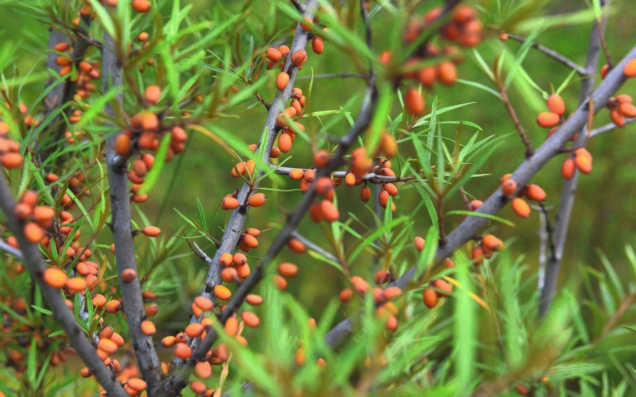 Sanddorn enthält sehr viel Vitamin C.