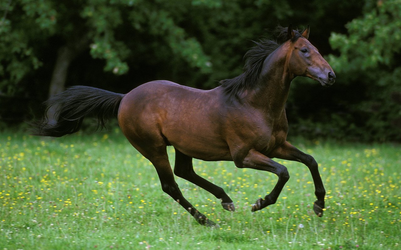 Englische Vollblüter wurden seit Generationen auf Tempo gezüchtet. 