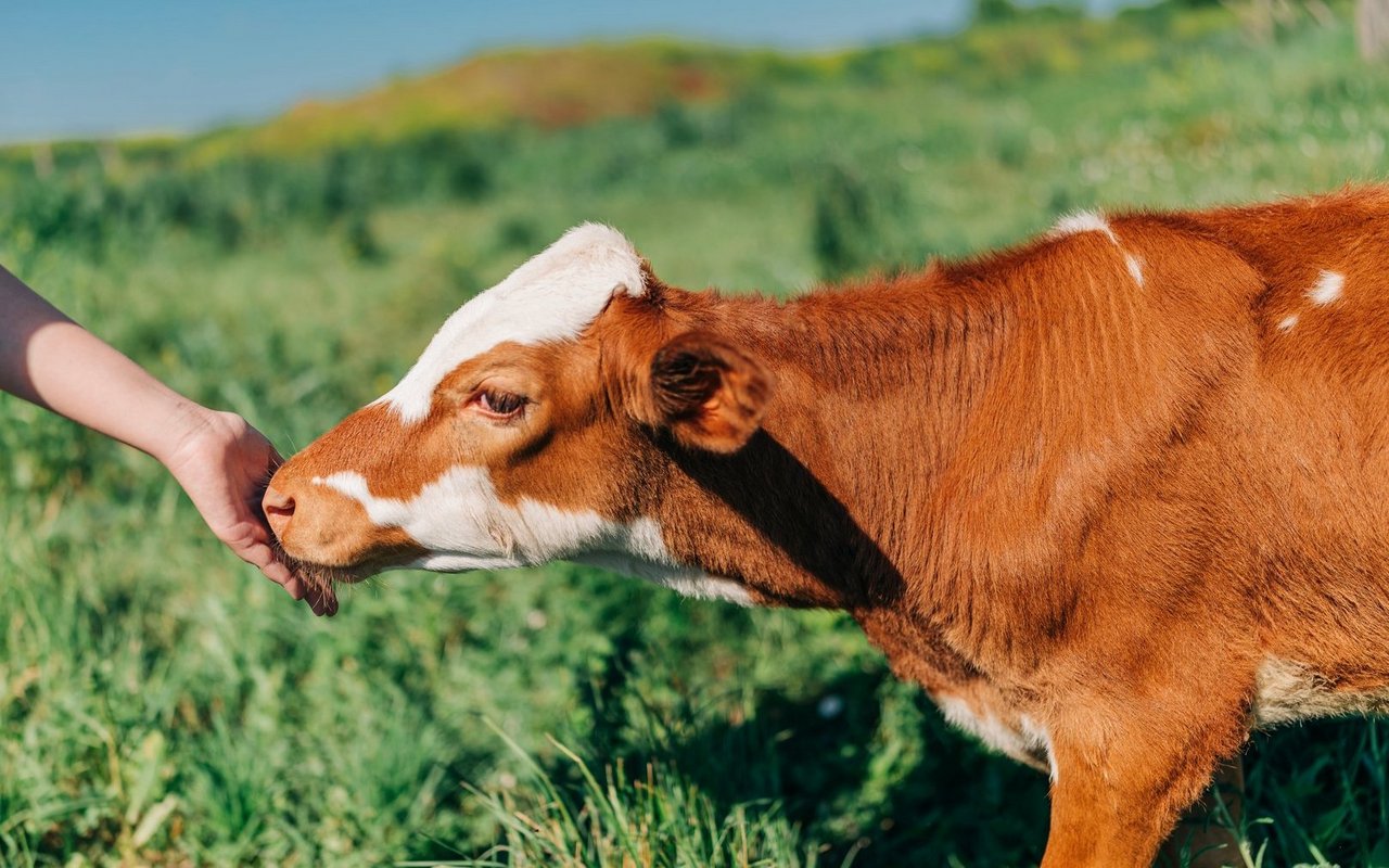 Kühe sind Fluchttiere - und mögen trotzdem die eine oder andere Streicheleinheit.