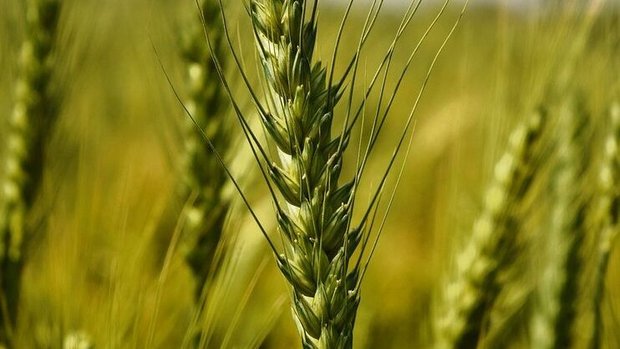 In der nationalen Genbank in Changins ist die weltweit grösste Dinkelsammlung mit über2000 Sorten untergebracht. 