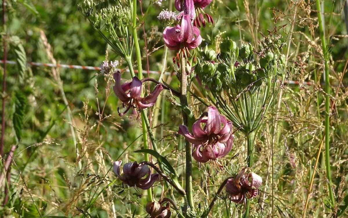 Türkenbundlilie entlang des Gommer Höhenwegs.  