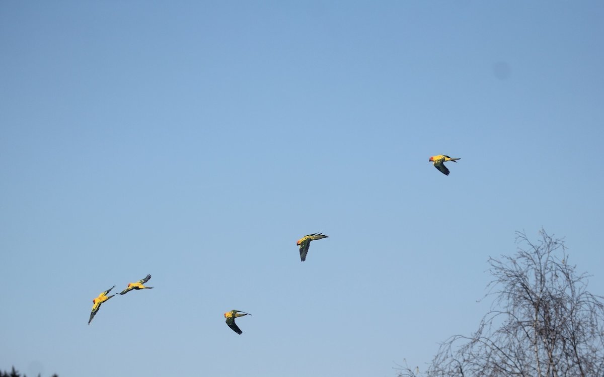 Eindrücklich: Ganzer Schwarm von Sonnensittichen frei am St. Galler Himmel. 