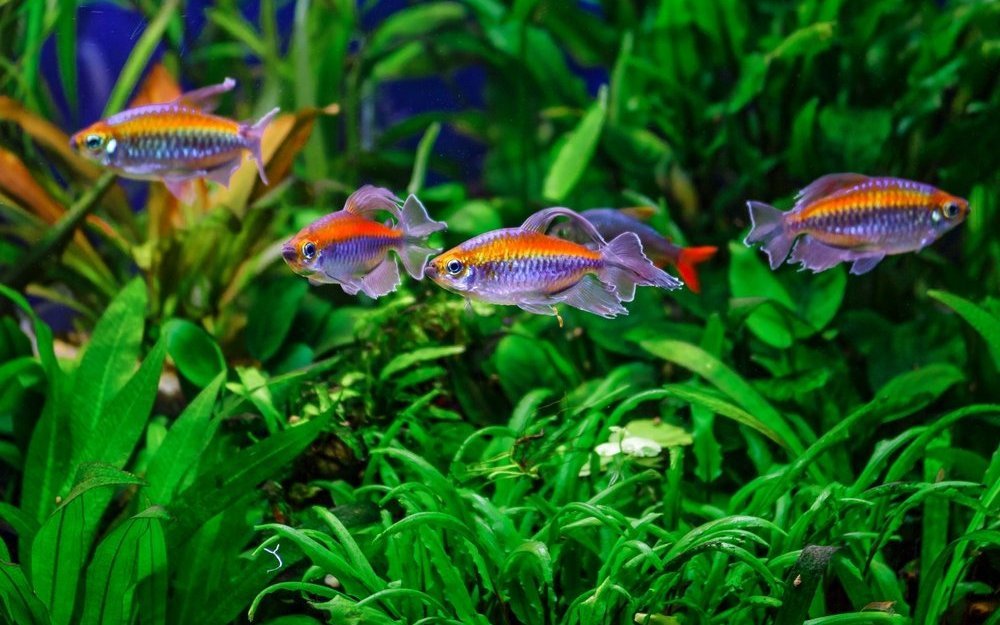 Meditation pur: Das Betrachten von Aquarienfischen reduziert Stress und senkt den Blutdruck.