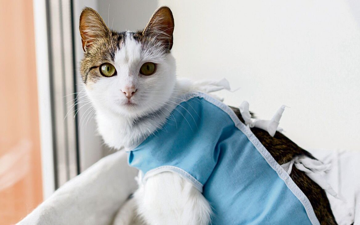 Bei Freigängerkatzen spricht besonders viel für eine Kastration – auch ausmedizinischer Sicht.