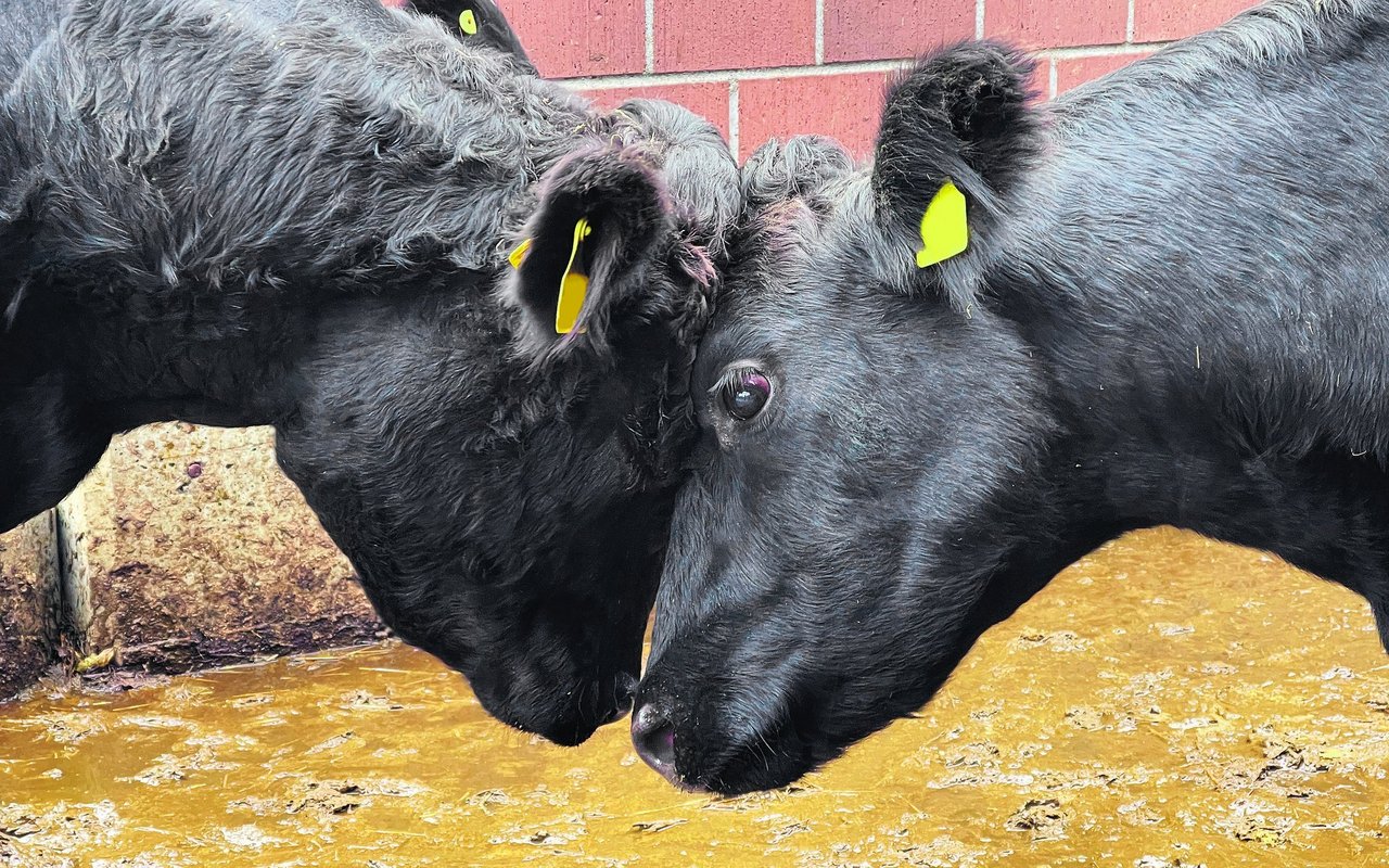 Konflikte werden per Ringkampf Kopf an Kopf ausgetragen.