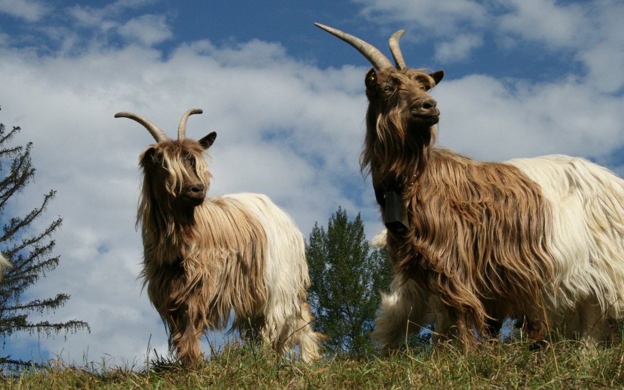 Die Kupferhalsziege ist robust und wird oft für die Landschaftspflege oder deren Fleisch gehalten. 